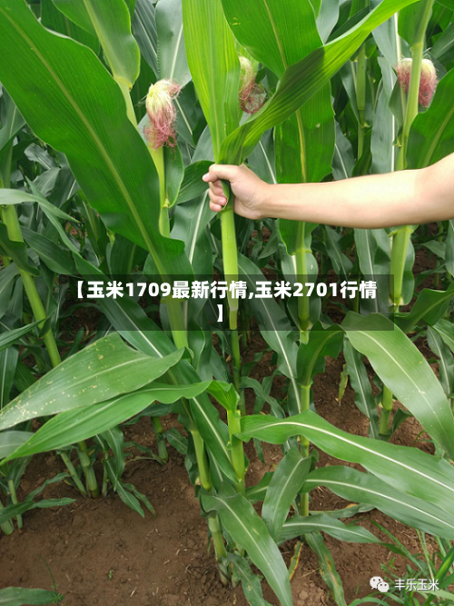 【玉米1709最新行情,玉米2701行情】