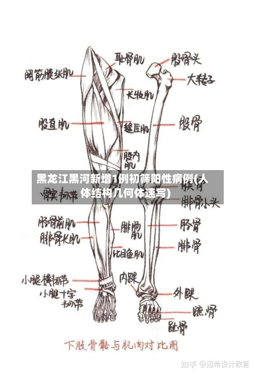 黑龙江黑河新增1例初筛阳性病例(人体结构几何体速写)