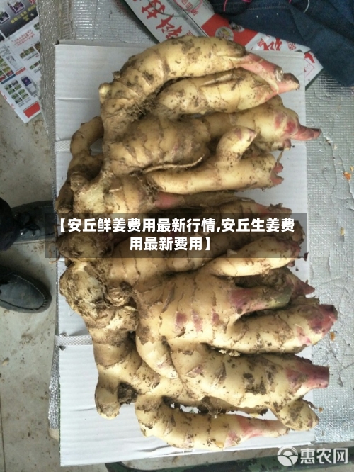 【安丘鲜姜费用最新行情,安丘生姜费用最新费用】