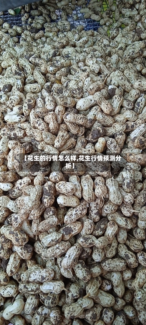 【花生的行情怎么样,花生行情预测分析】-第1张图片