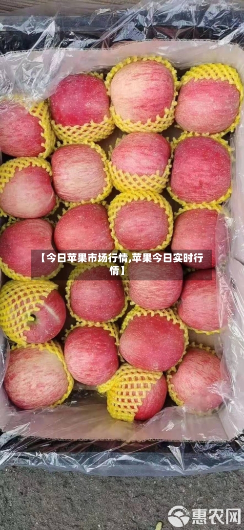 【今日苹果市场行情,苹果今日实时行情】