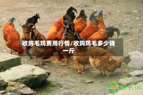 收购毛鸡费用行情/收购鸡毛多少钱一斤-第2张图片