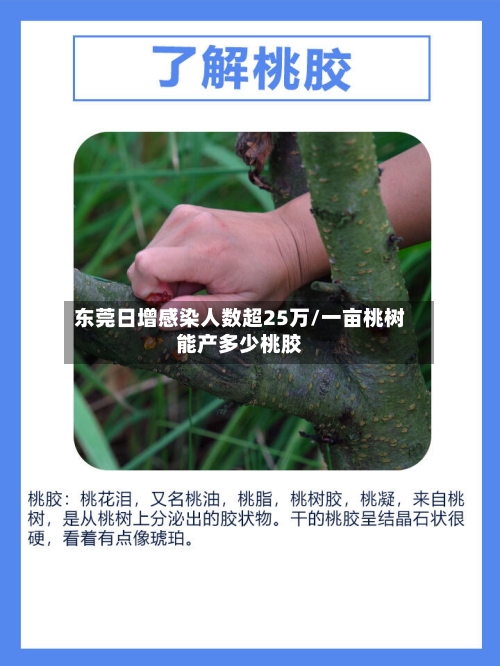 东莞日增感染人数超25万/一亩桃树能产多少桃胶-第2张图片