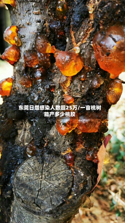 东莞日增感染人数超25万/一亩桃树能产多少桃胶