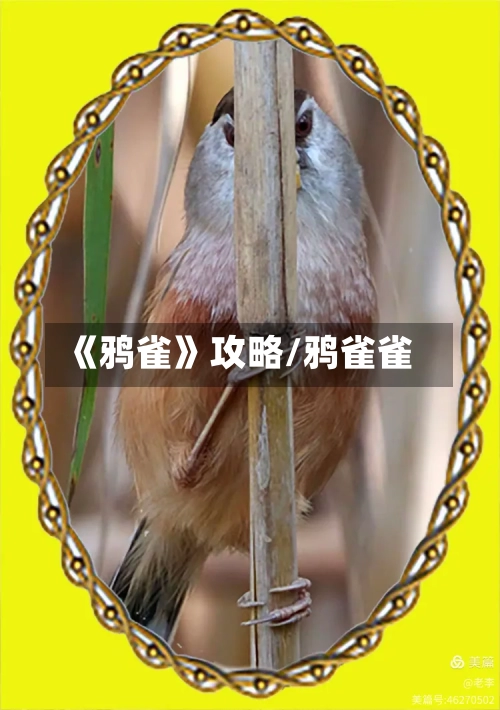 《鸦雀》攻略/鸦雀雀-第2张图片
