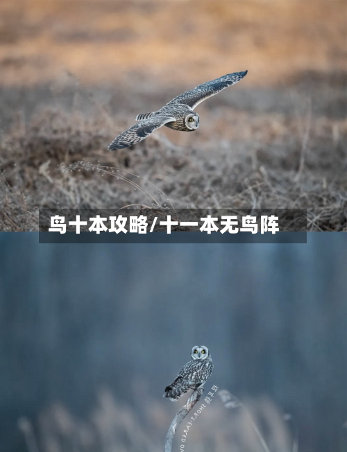 鸟十本攻略/十一本无鸟阵-第2张图片