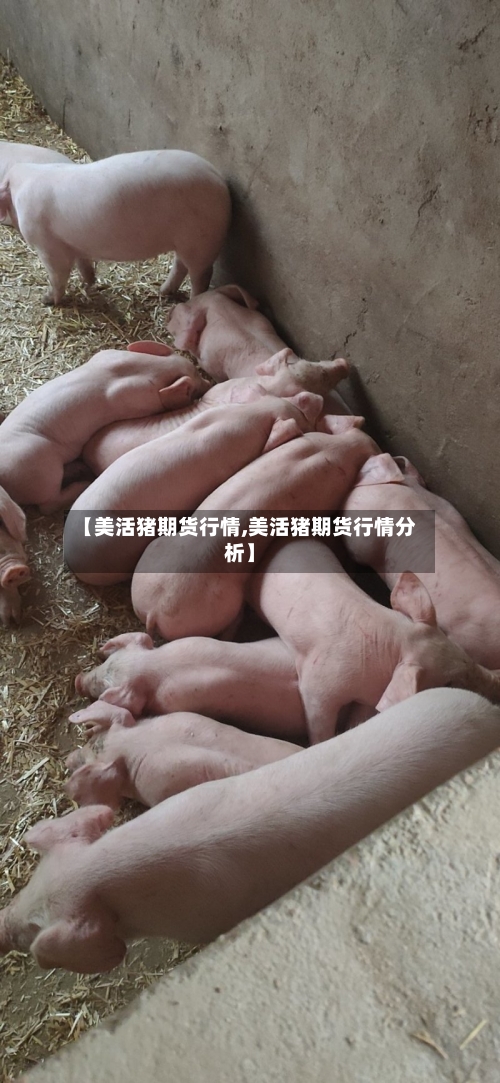 【美活猪期货行情,美活猪期货行情分析】-第3张图片