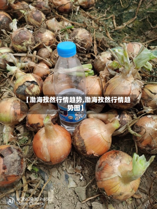 【渤海孜然行情趋势,渤海孜然行情趋势图】