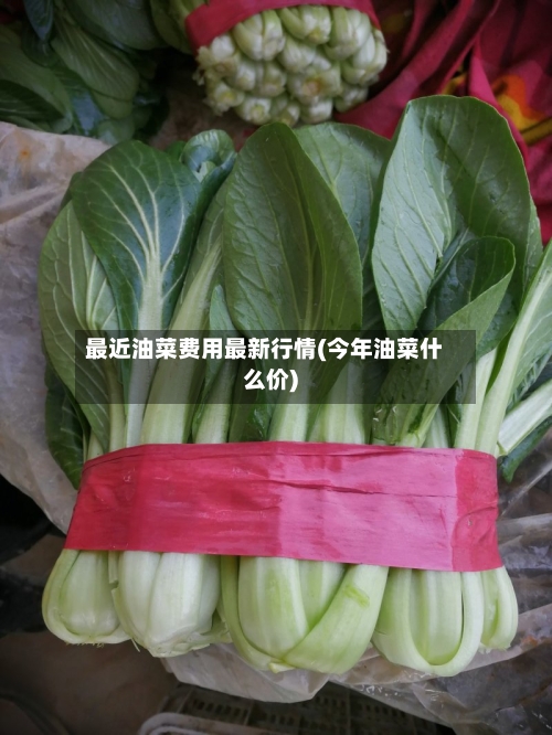 最近油菜费用最新行情(今年油菜什么价)-第1张图片