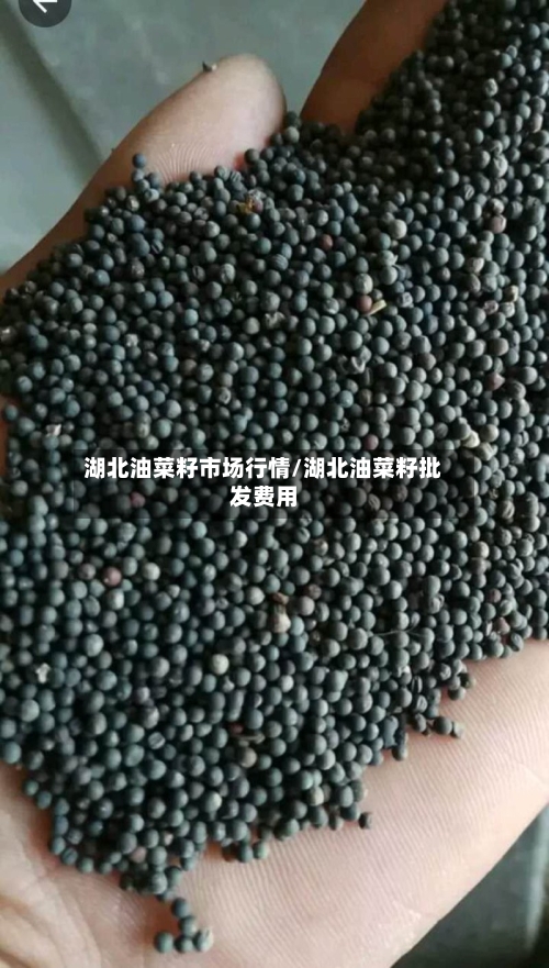 湖北油菜籽市场行情/湖北油菜籽批发费用