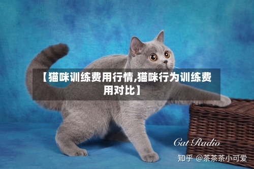 【猫咪训练费用行情,猫咪行为训练费用对比】