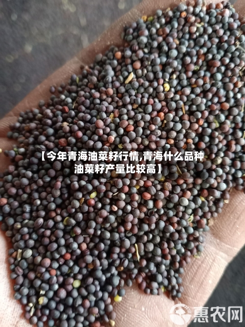 【今年青海油菜籽行情,青海什么品种油菜籽产量比较高】-第2张图片