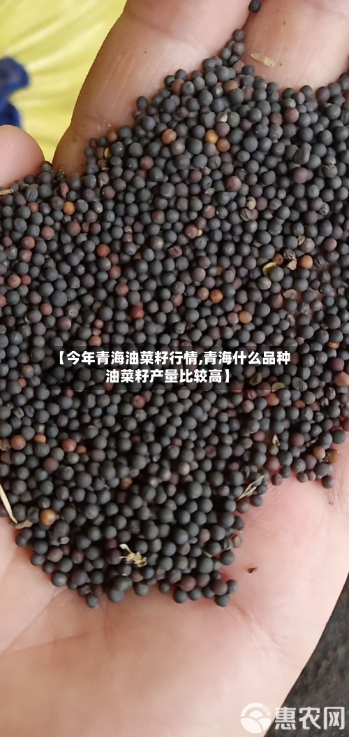 【今年青海油菜籽行情,青海什么品种油菜籽产量比较高】