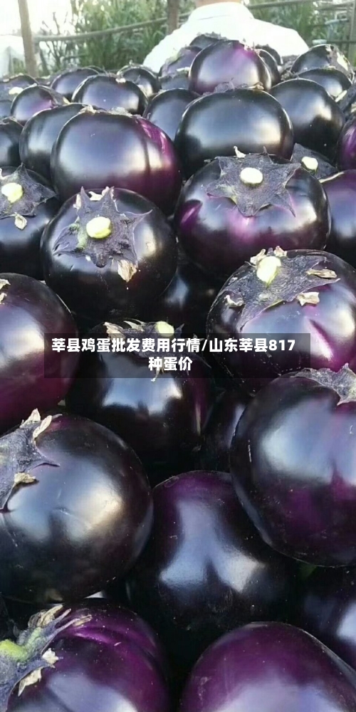 莘县鸡蛋批发费用行情/山东莘县817种蛋价-第2张图片