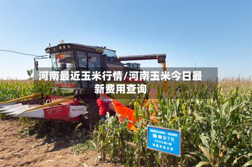河南最近玉米行情/河南玉米今日最新费用查询-第2张图片