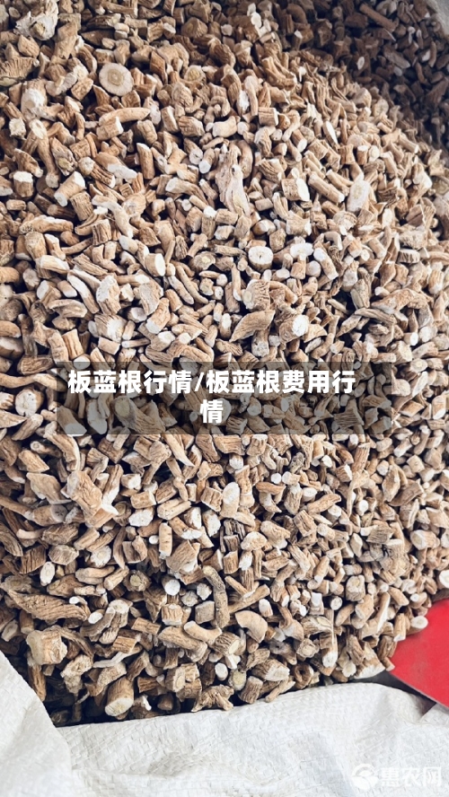 板蓝根行情/板蓝根费用行情