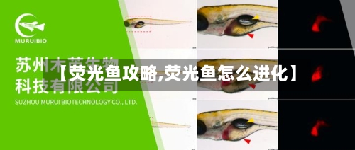 【荧光鱼攻略,荧光鱼怎么进化】