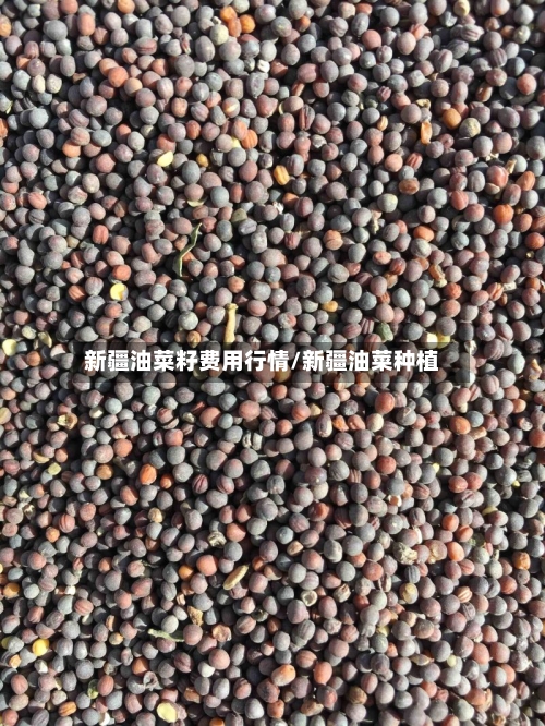 新疆油菜籽费用行情/新疆油菜种植