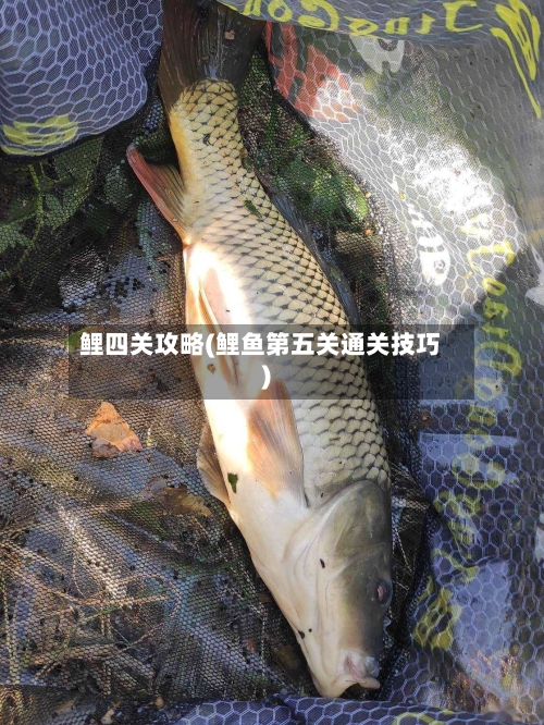 鲤四关攻略(鲤鱼第五关通关技巧)-第2张图片