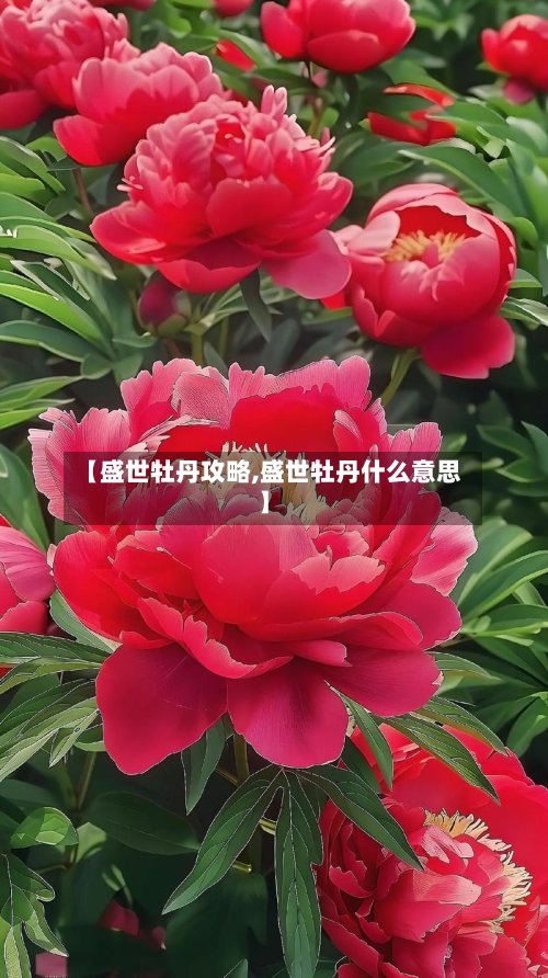 【盛世牡丹攻略,盛世牡丹什么意思】-第2张图片