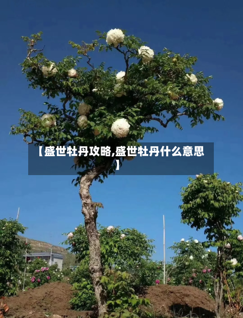【盛世牡丹攻略,盛世牡丹什么意思】