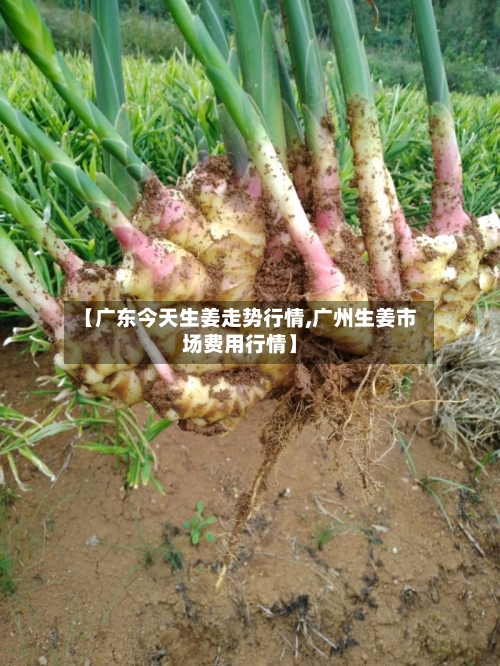 【广东今天生姜走势行情,广州生姜市场费用行情】-第2张图片