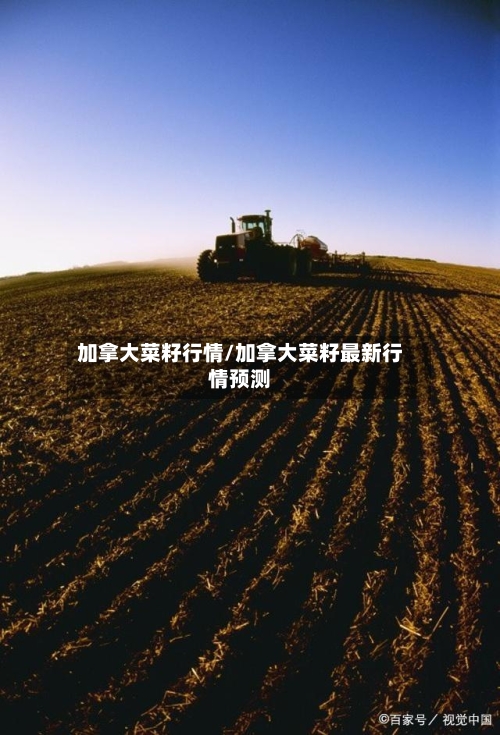 加拿大菜籽行情/加拿大菜籽最新行情预测