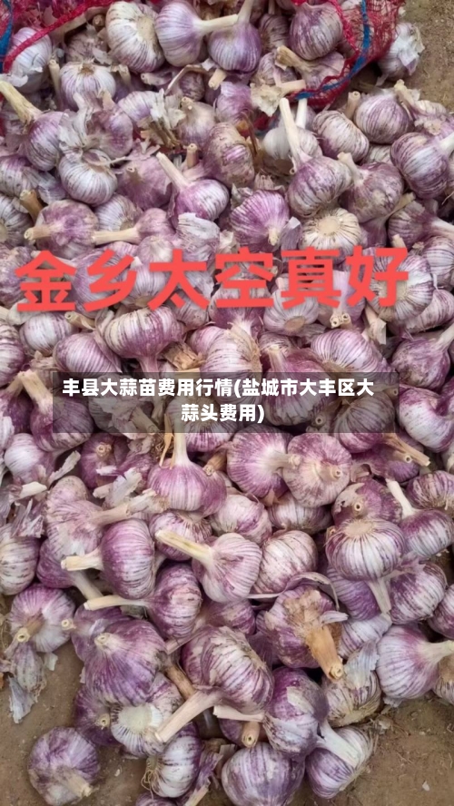 丰县大蒜苗费用行情(盐城市大丰区大蒜头费用)-第3张图片