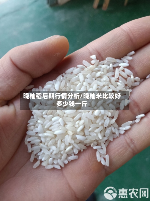 晚籼稻后期行情分析/晚籼米比较好多少钱一斤-第3张图片