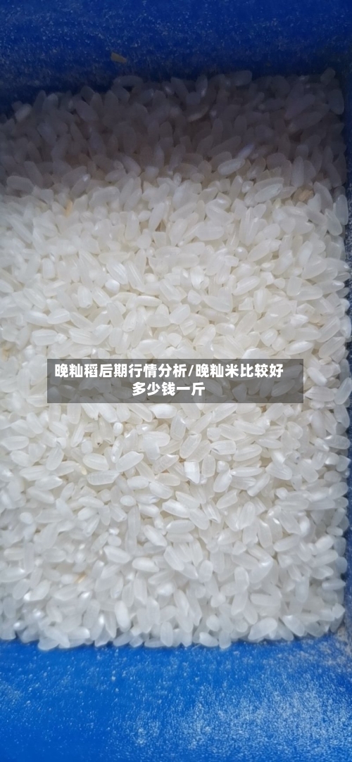 晚籼稻后期行情分析/晚籼米比较好多少钱一斤-第2张图片