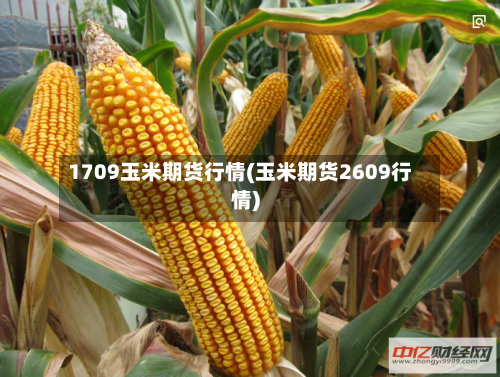 1709玉米期货行情(玉米期货2609行情)-第2张图片