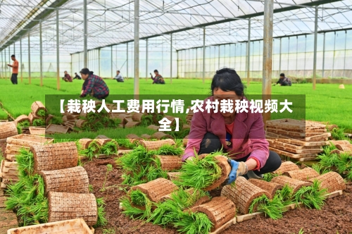 【栽秧人工费用行情,农村栽秧视频大全】