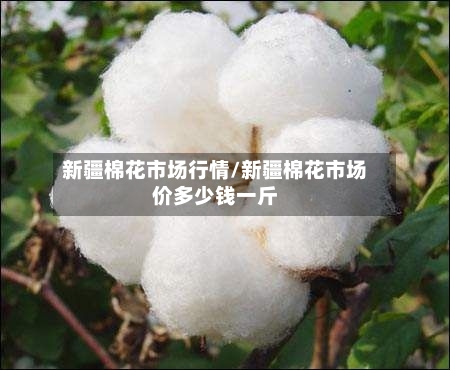 新疆棉花市场行情/新疆棉花市场价多少钱一斤