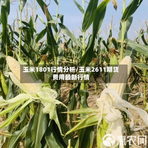 玉米1801行情分析/玉米2611期货费用最新行情