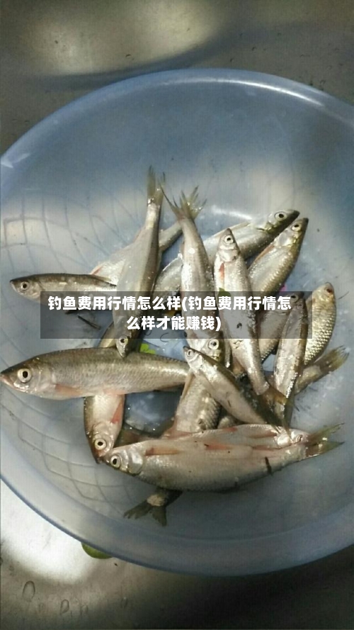 钓鱼费用行情怎么样(钓鱼费用行情怎么样才能赚钱)-第2张图片