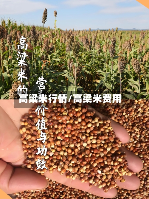高粱米行情/高梁米费用-第3张图片