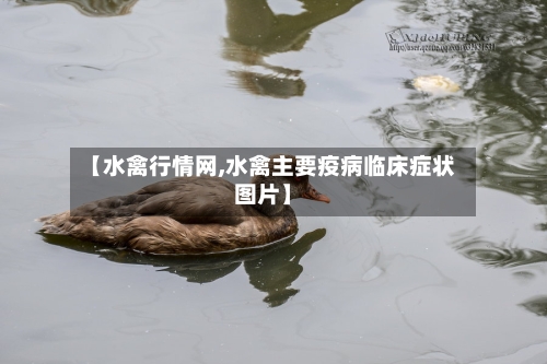 【水禽行情网,水禽主要疫病临床症状图片】-第3张图片