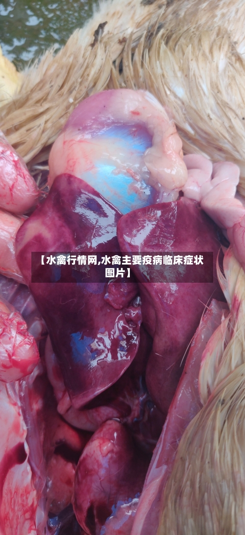 【水禽行情网,水禽主要疫病临床症状图片】