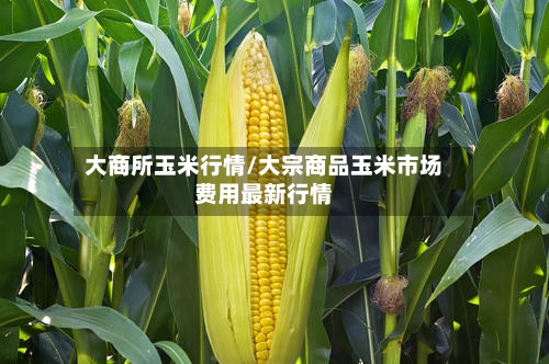 大商所玉米行情/大宗商品玉米市场费用最新行情-第3张图片
