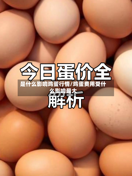 是什么影响鸡蛋行情/鸡蛋费用受什么影响最大-第3张图片