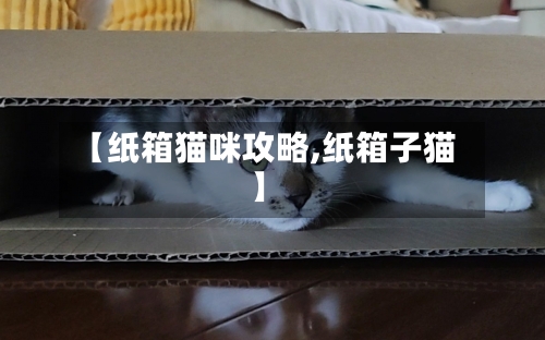 【纸箱猫咪攻略,纸箱子猫】-第2张图片