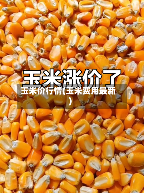 玉米价行情(玉米费用最新)