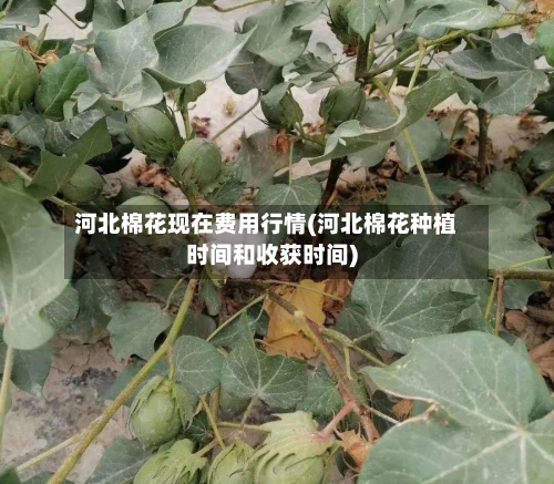 河北棉花现在费用行情(河北棉花种植时间和收获时间)-第3张图片