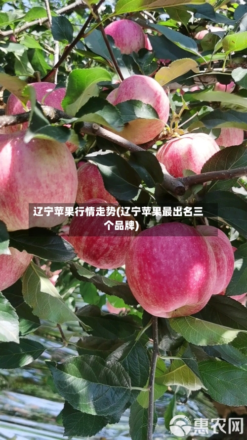 辽宁苹果行情走势(辽宁苹果最出名三个品牌)-第2张图片