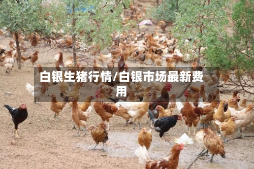 白银生猪行情/白银市场最新费用