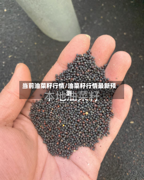 当前油菜籽行情/油菜籽行情最新预测-第2张图片