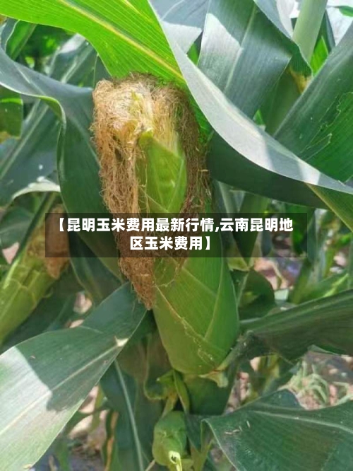 【昆明玉米费用最新行情,云南昆明地区玉米费用】