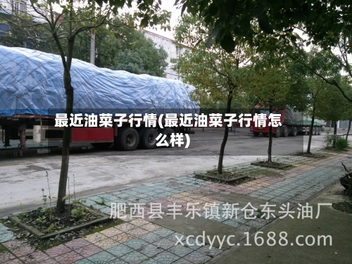 最近油菜子行情(最近油菜子行情怎么样)