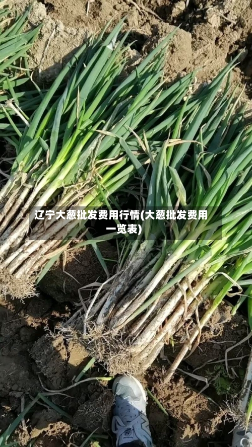 辽宁大葱批发费用行情(大葱批发费用一览表)-第2张图片