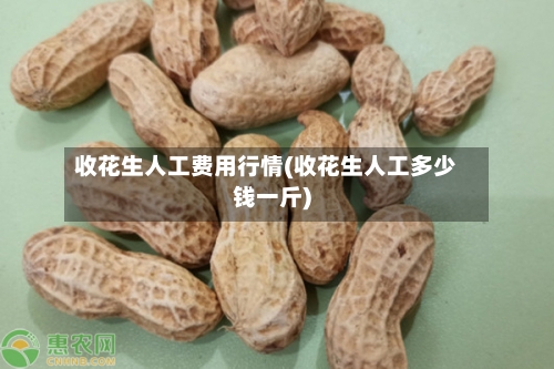 收花生人工费用行情(收花生人工多少钱一斤)-第1张图片